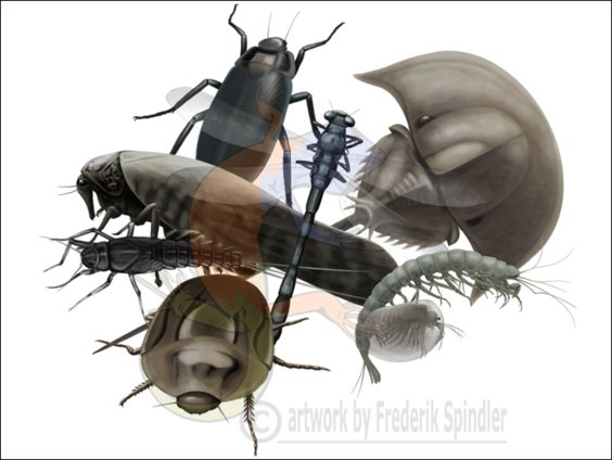 Triassic assemblage: Arthropods