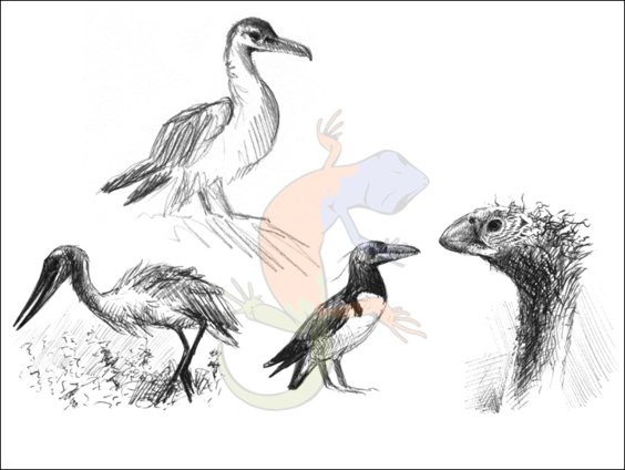 ornithuran birds