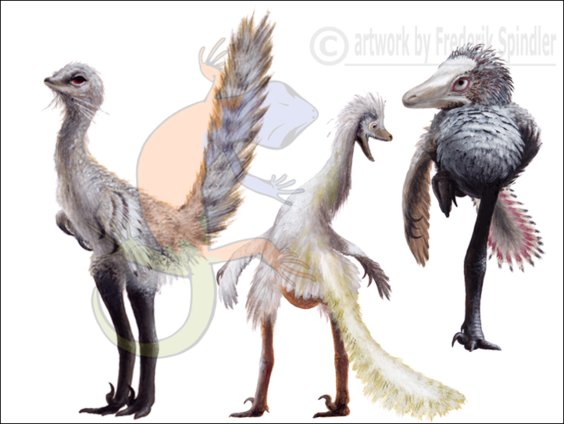Troodontidae series