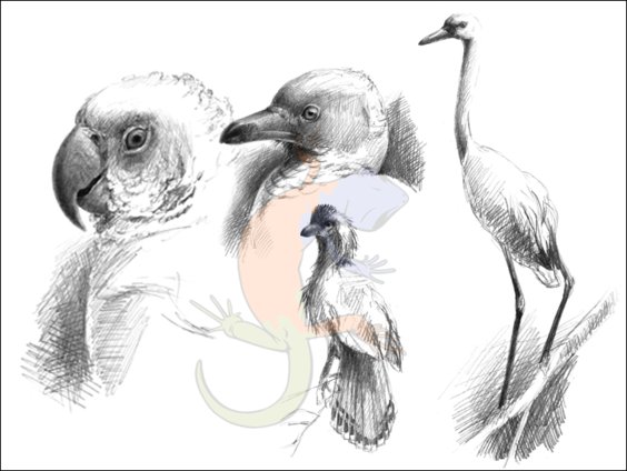 Eocene birds