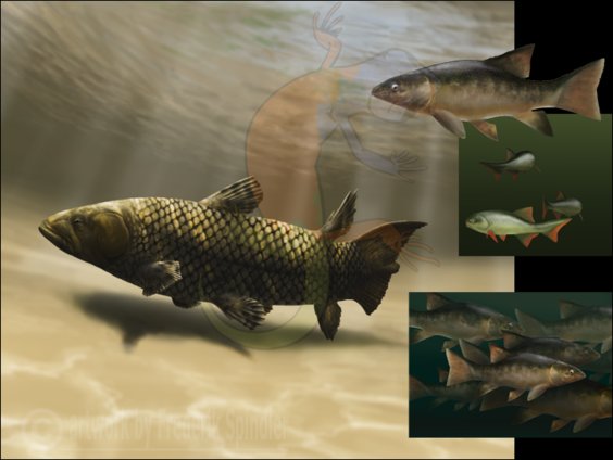 Triassic assemblage: Fishes