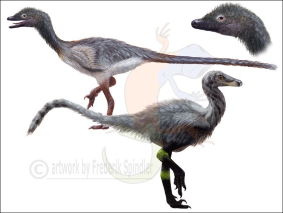 Troodontidae series