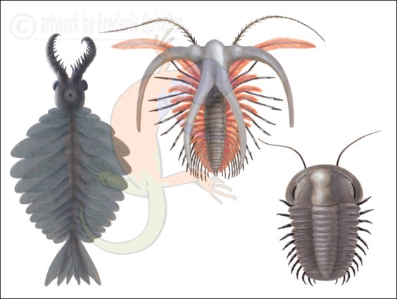 2. Cambrian exploders