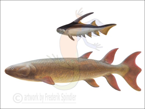 9. Predatory fishes