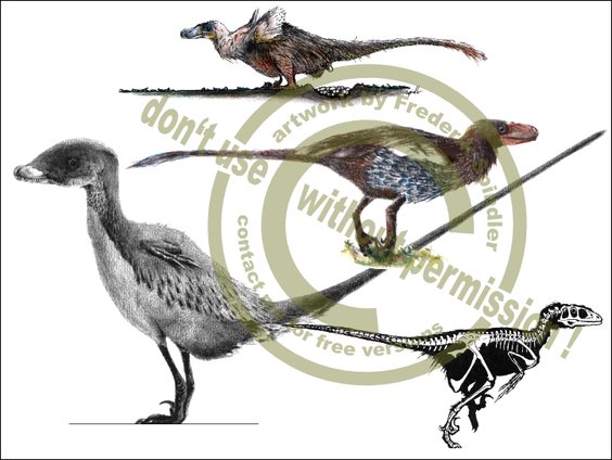 Dromaeosauriden